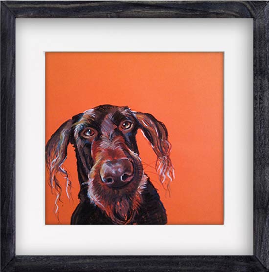 The Old Sea Dog – Labradoodle