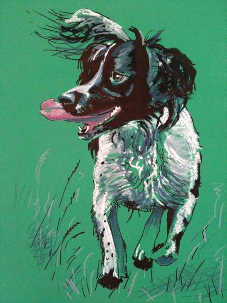 Springer Spaniel - On the Move!