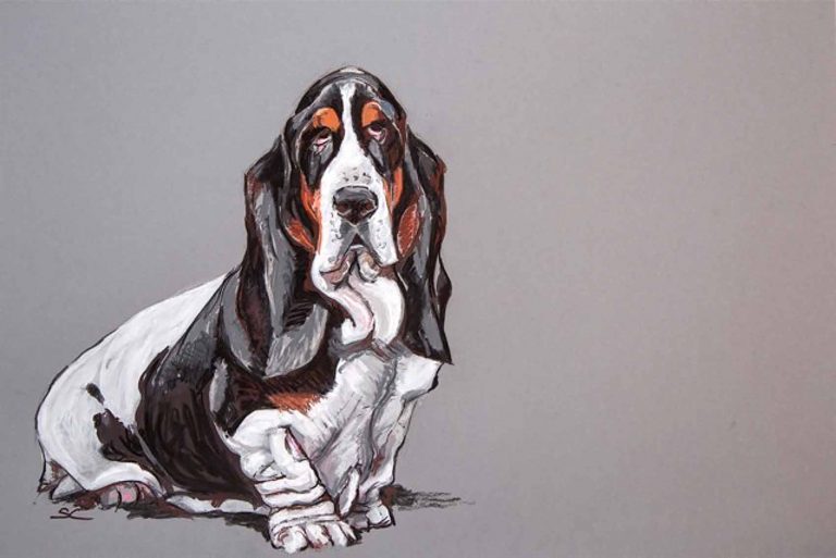Mister Distinguished – Basset Hound
