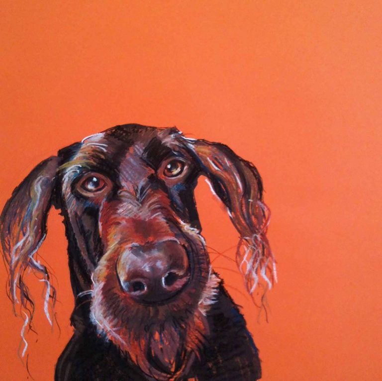 The Old Sea Dog - Labradoodle