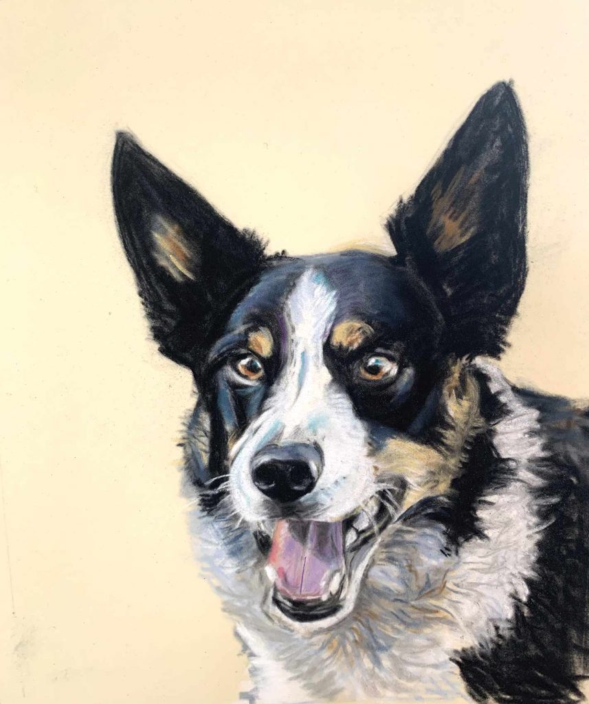 Highly Charged Collie