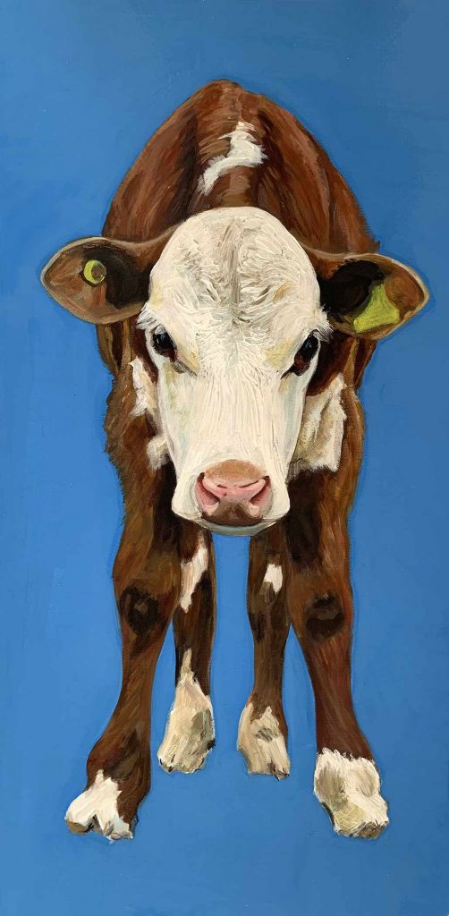 Lockie – Hereford Calf born in Lockdown