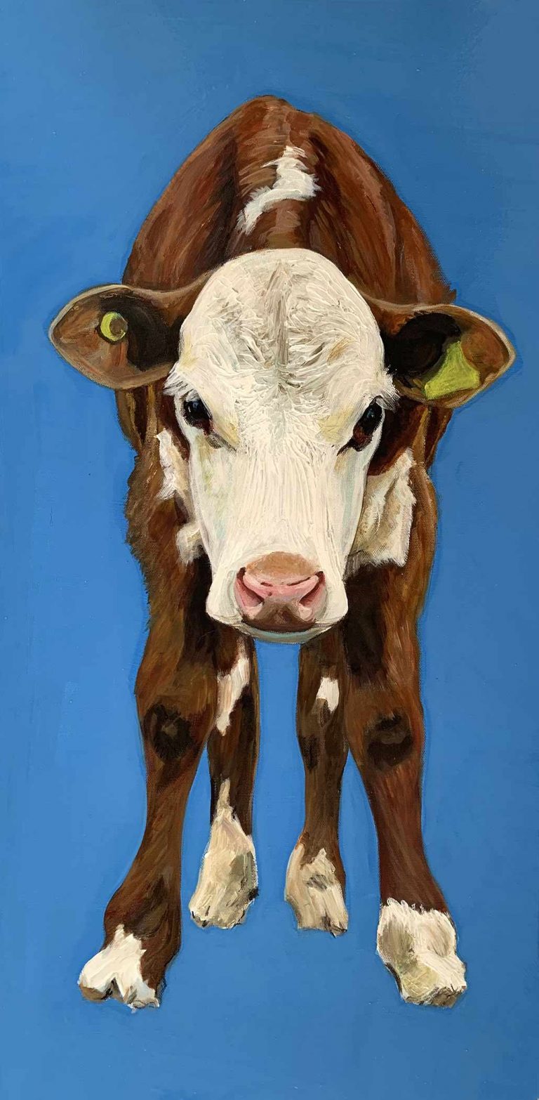 Lockie – Hereford Calf born in Lockdown
