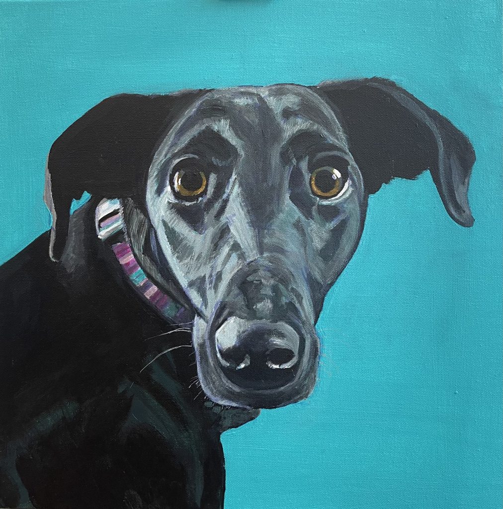 I’m all ears! Labrador / Saluki Cross