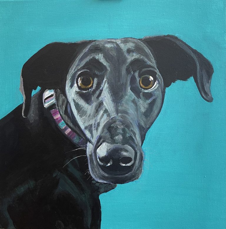 I’m all ears! Labrador / Saluki Cross